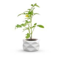 Cherry Tomato Cultivation Pot