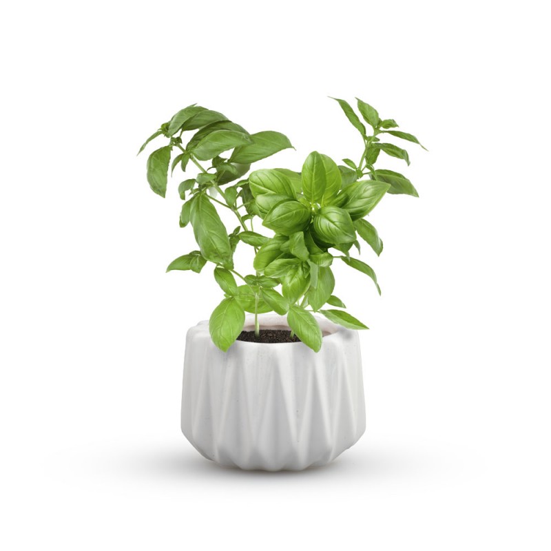 Basil Cultivation Pot
