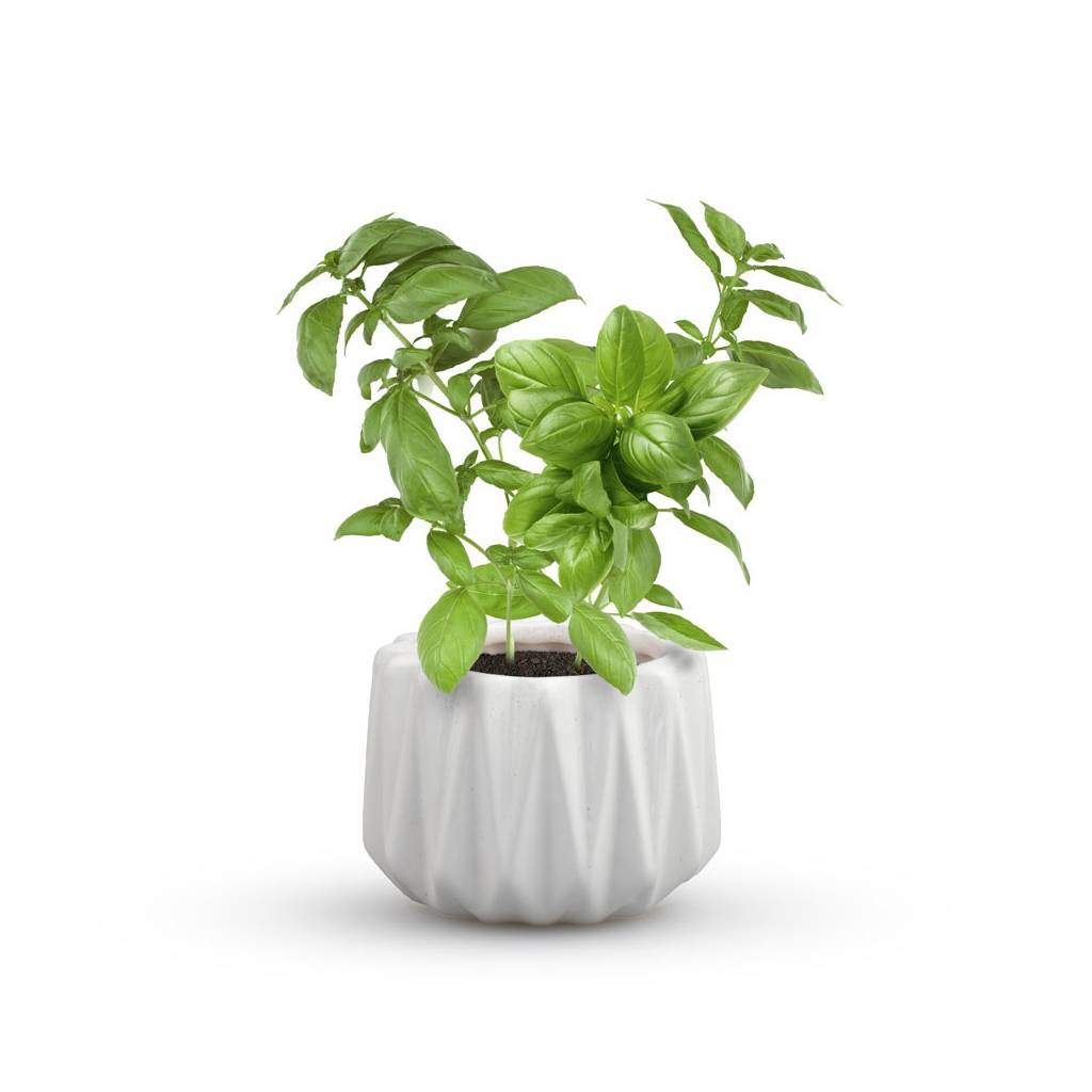 Basil Cultivation Pot