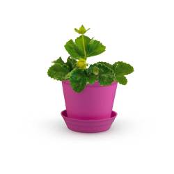 Fragaria Vesca en pot radis et capucine