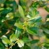 Biologische Edele Laurel - Datum verlopen