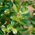 Biologische Edele Laurel - Datum verlopen