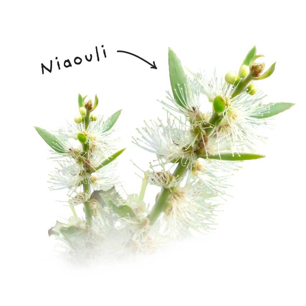 Niaouli etherische olie blad Niaouli etherische olie blad