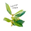 Sheet Noble Laurel Essential Oil