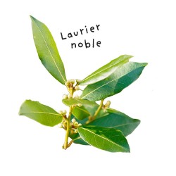 Sheet Noble Laurel...