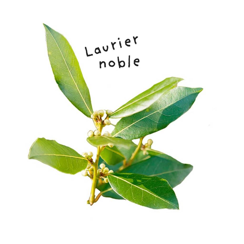 Sheet Noble Laurel Essential Oil