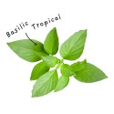 Tropical Basil essential oil sheet