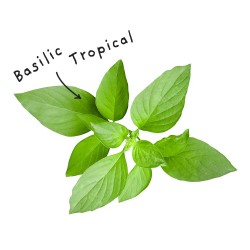 Blad van tropische basilicum etherische olie