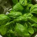 Organic Tropical Basil