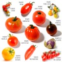 Heirloom-tomaten om te planten