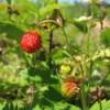 Mini Greenhouse Wild Strawberries