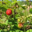 Fragaria Vesca en pleine terre radis et capucine