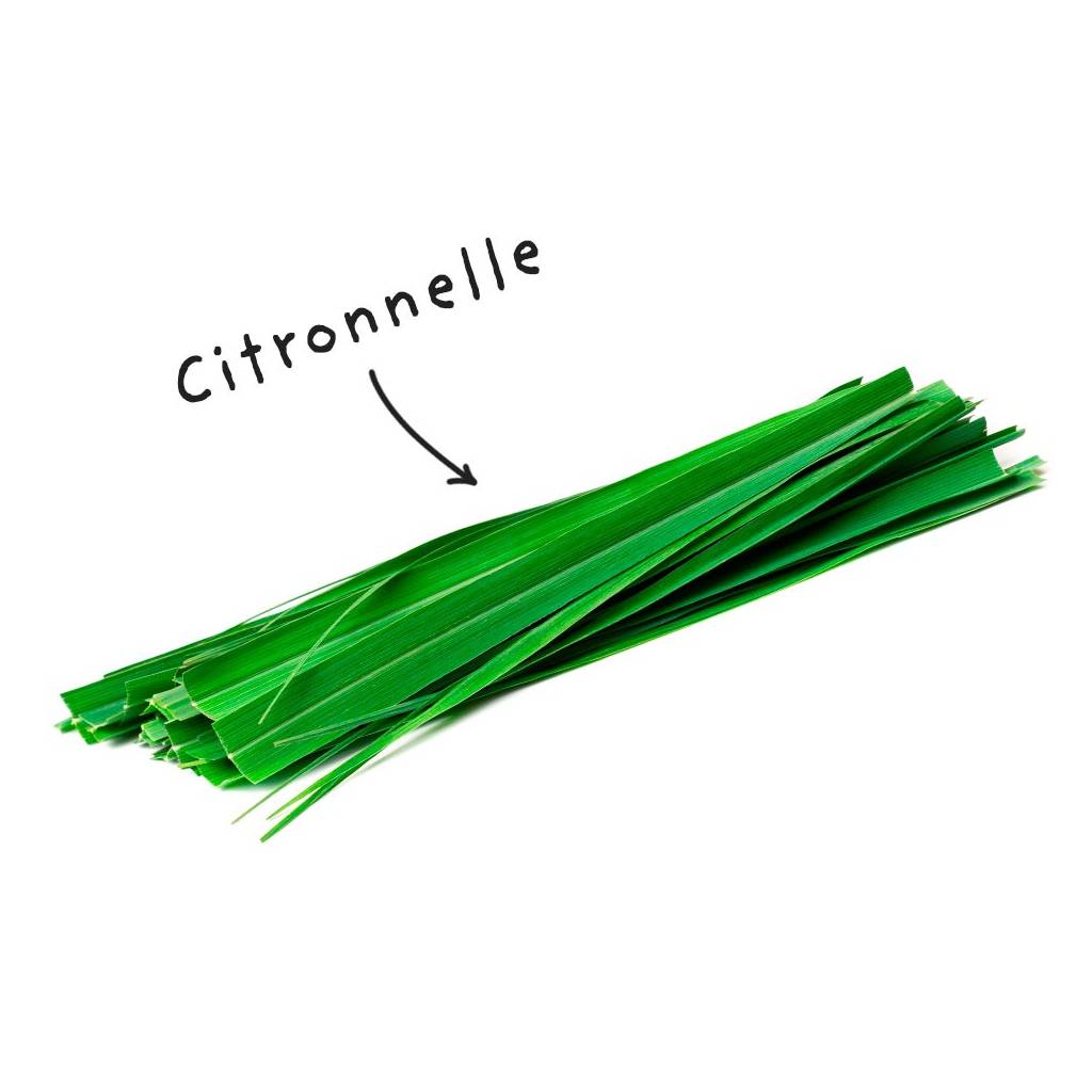 Fiche HE "citronelle"