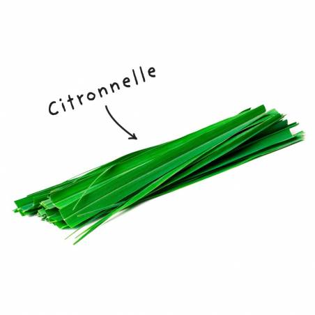 Fiche HE "citronelle"