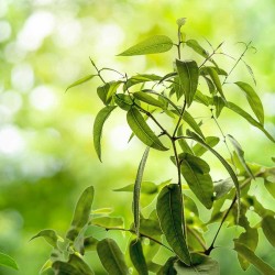 Plante eucalyptus citronné