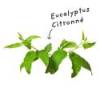 "Lemon Eucalyptus" EO sheet