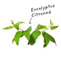 Fiche HE "Eucalyptus citronné "