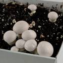 L'atelier Culture Champignons Blancs de Paris