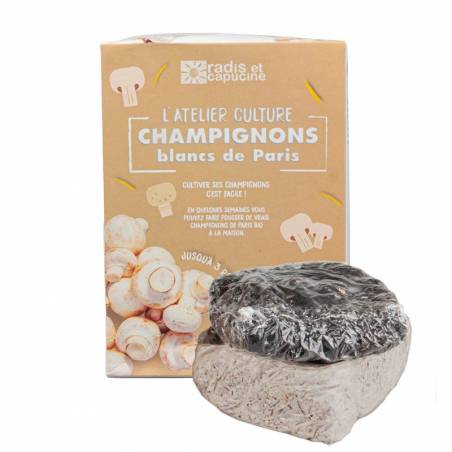 Faire pousser des champignons à la maison, c'est facile