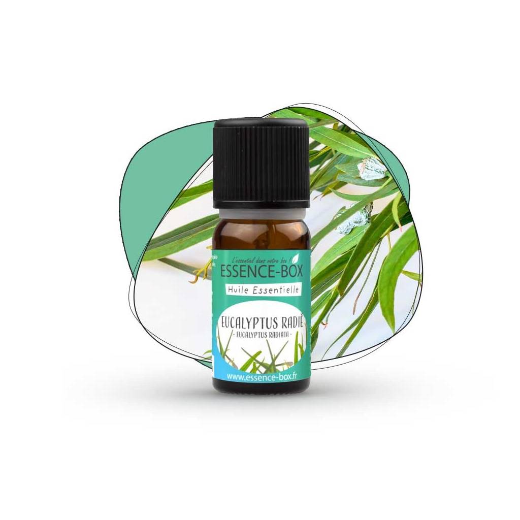 Huile essentielle eucalyptus radié (ou radiata) BIO 10 ml