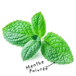 Fiche HE "Menthe poivrée"