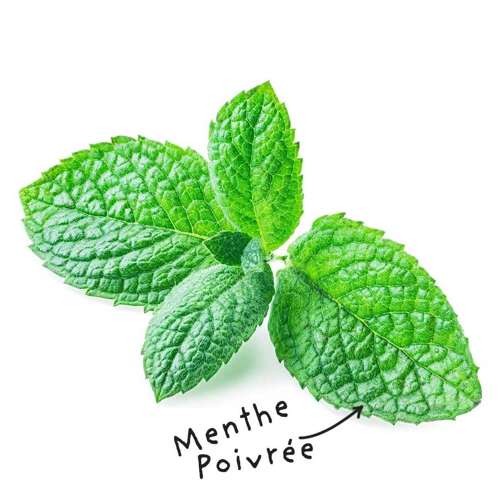 Fiche HE "Menthe poivrée"