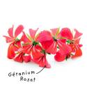 Sheet Geranium Rosat essential oil