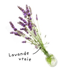 Blatt mit ätherischem Lavendelöl