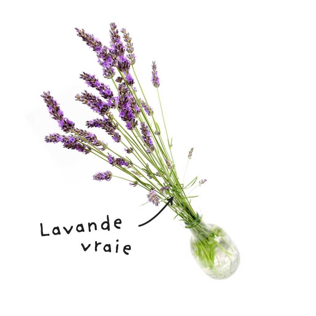 Fiche HE Lavande vraie Contenance 10ml