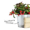 Fiche HE "Gaulthérie couchée"