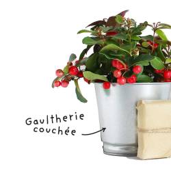 Fiche HE "Gaulthérie couchée"