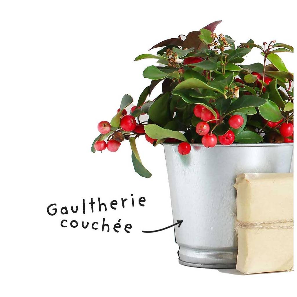 Fiche HE "Gaulthérie couchée"