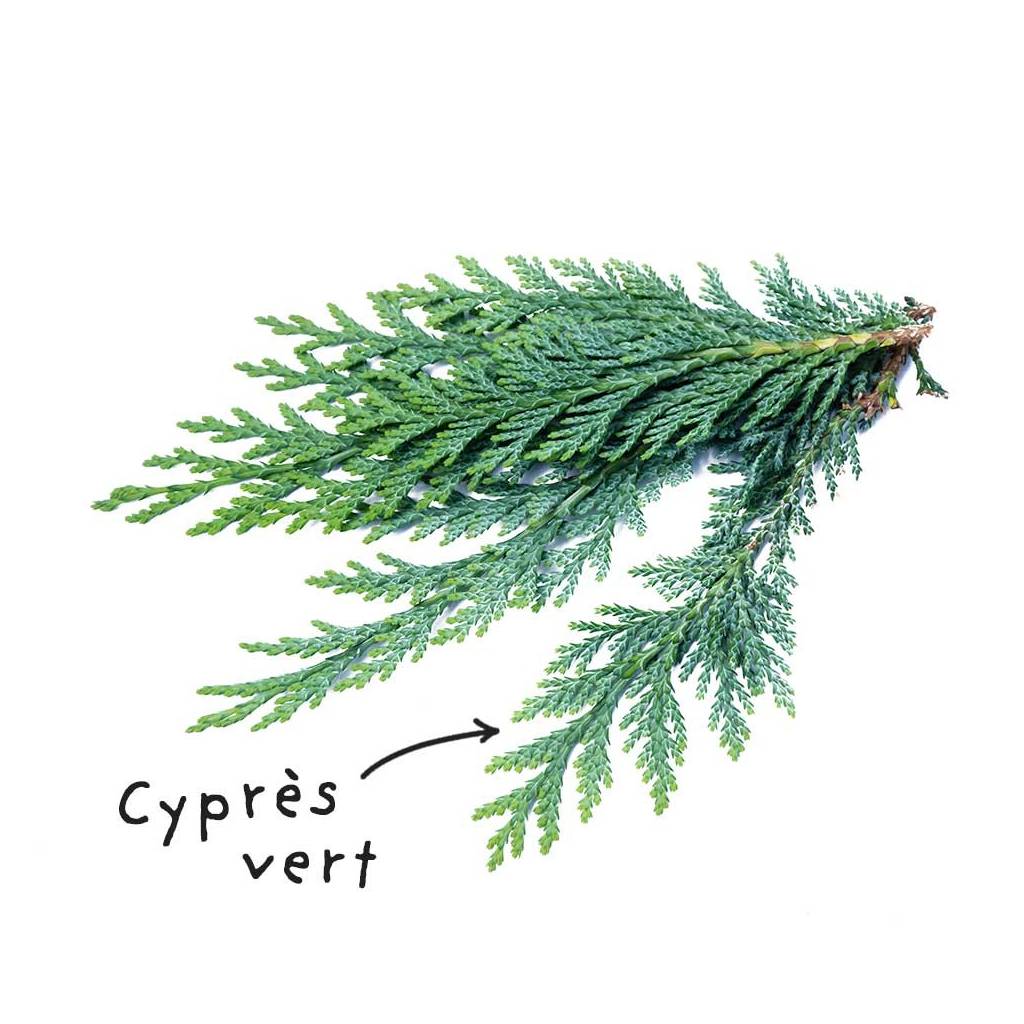 Fiche HE "Cyprès vert"