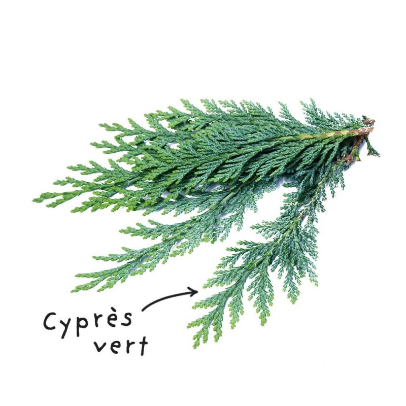 Green Cypress Essential Oil Sheet