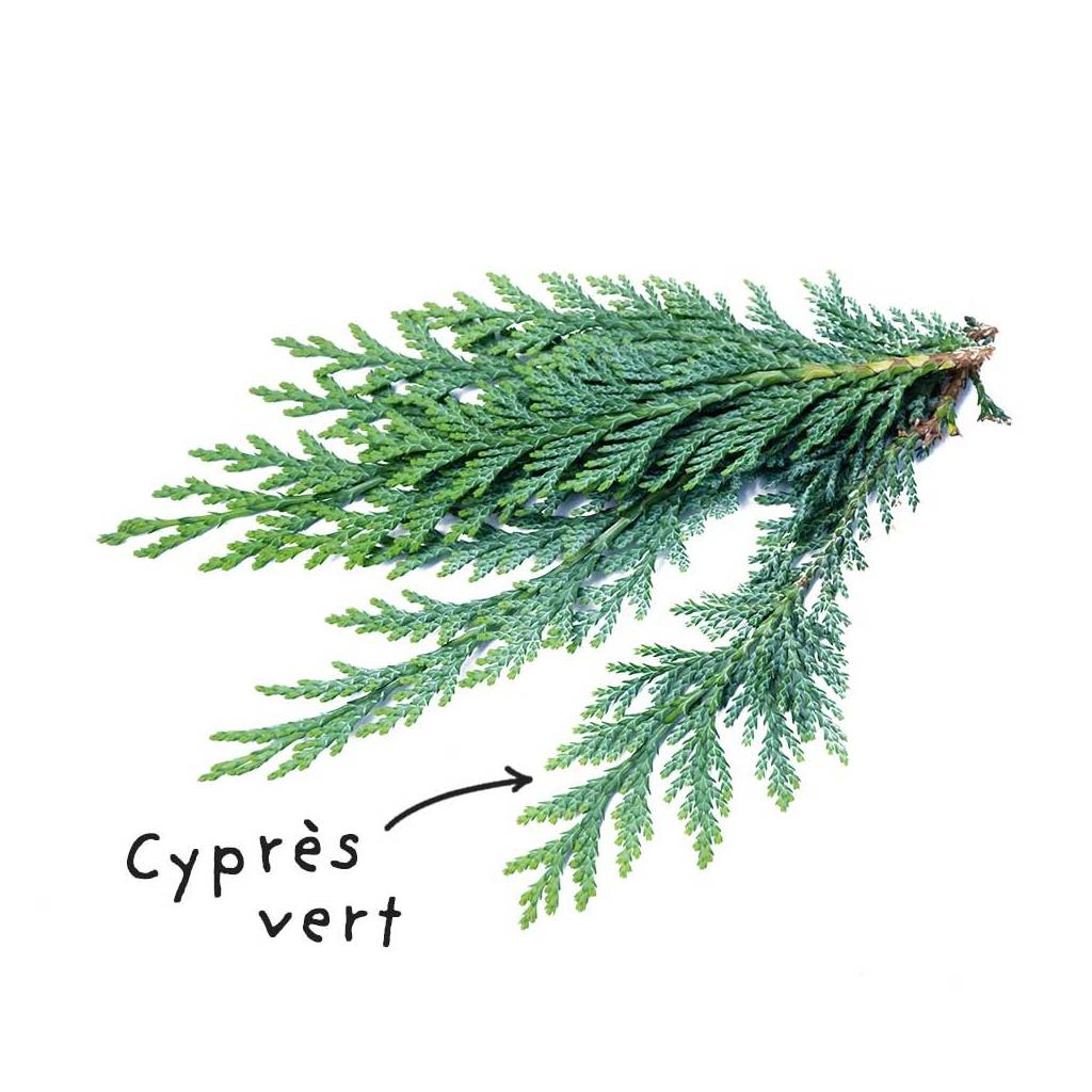 Green Cypress Essential Oil Sheet Green Cypress Essential Oil Sheet