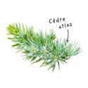 Atlas Cedar Essential Oil Sheet