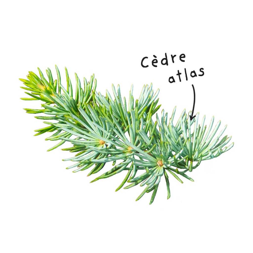 Atlas Cedar Essential Oil Sheet