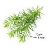 Tea Tree etherische olie blad