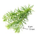 Tea Tree etherische olie blad