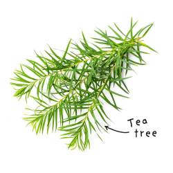 Fiche HE "Tea tree"