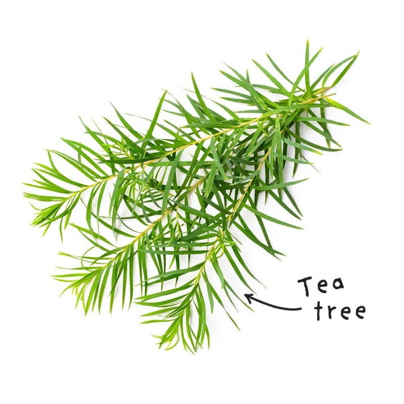 Tea Tree Essential Oil Sheet