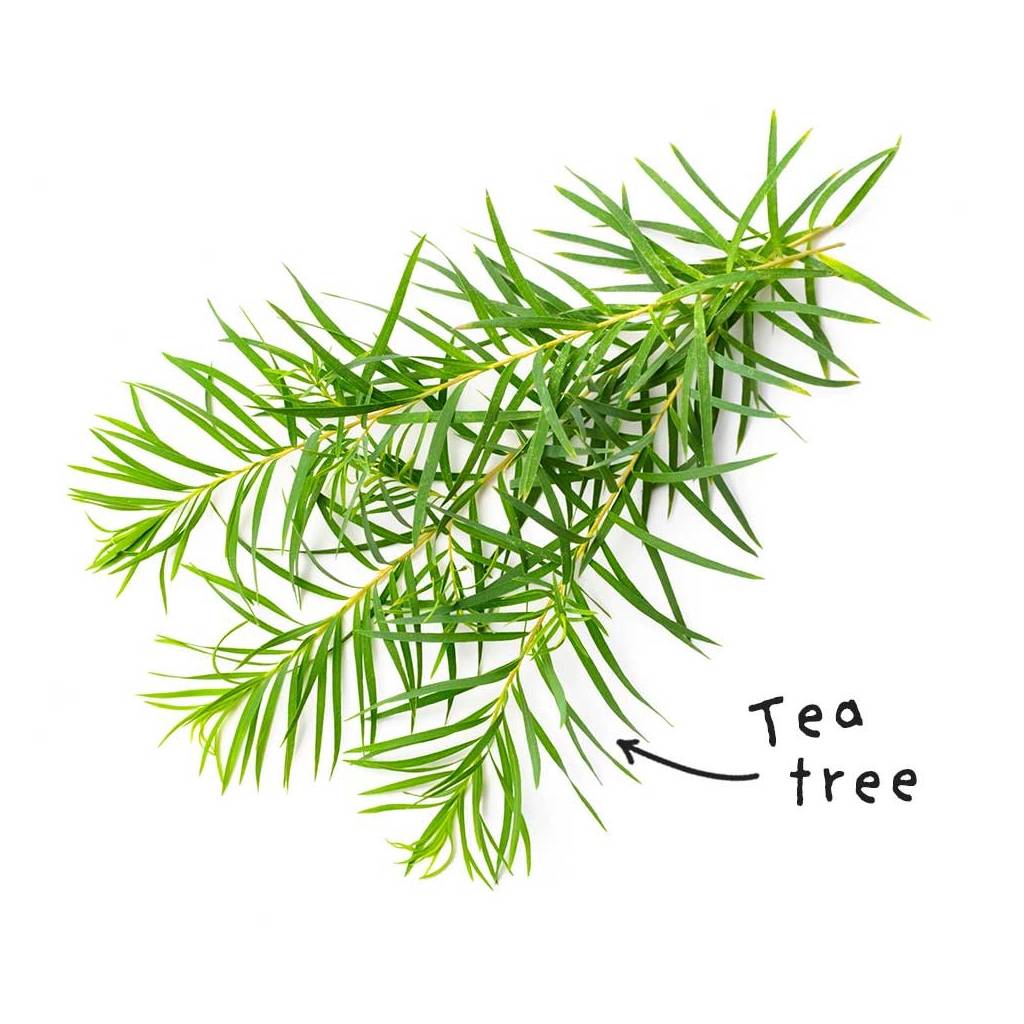 Tea Tree Essential Oil Sheet