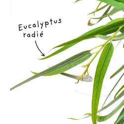 Blad Eucalyptus Radiata (of...