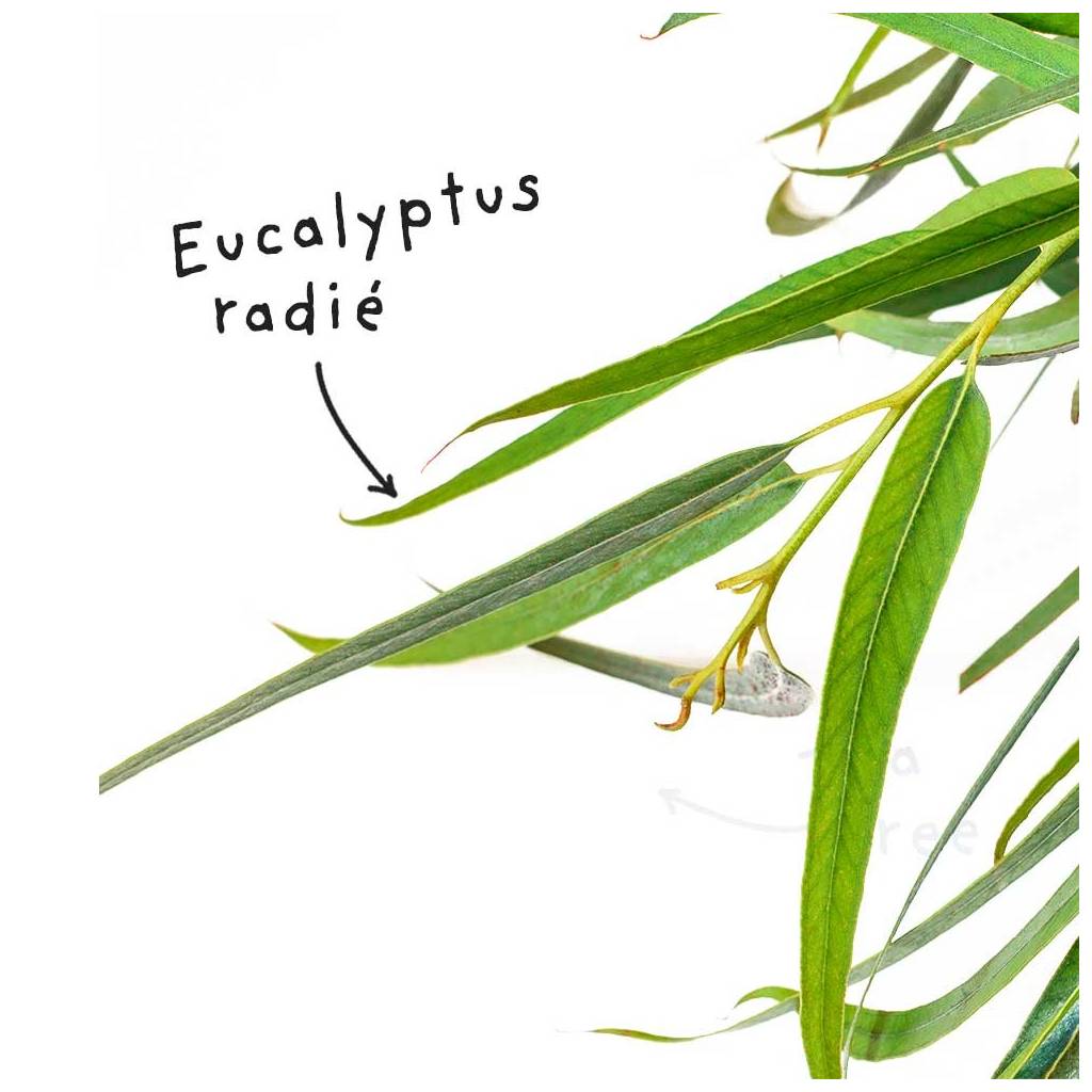 Blad Eucalyptus Radiata (of Radiata) etherische olie