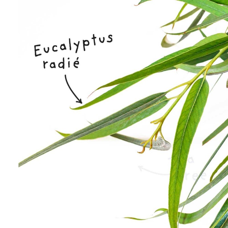 Blatt Eucalyptus Radiata (oder Radiata) ätherisches Öl