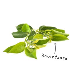 Sheet Ravintsara essential oil
