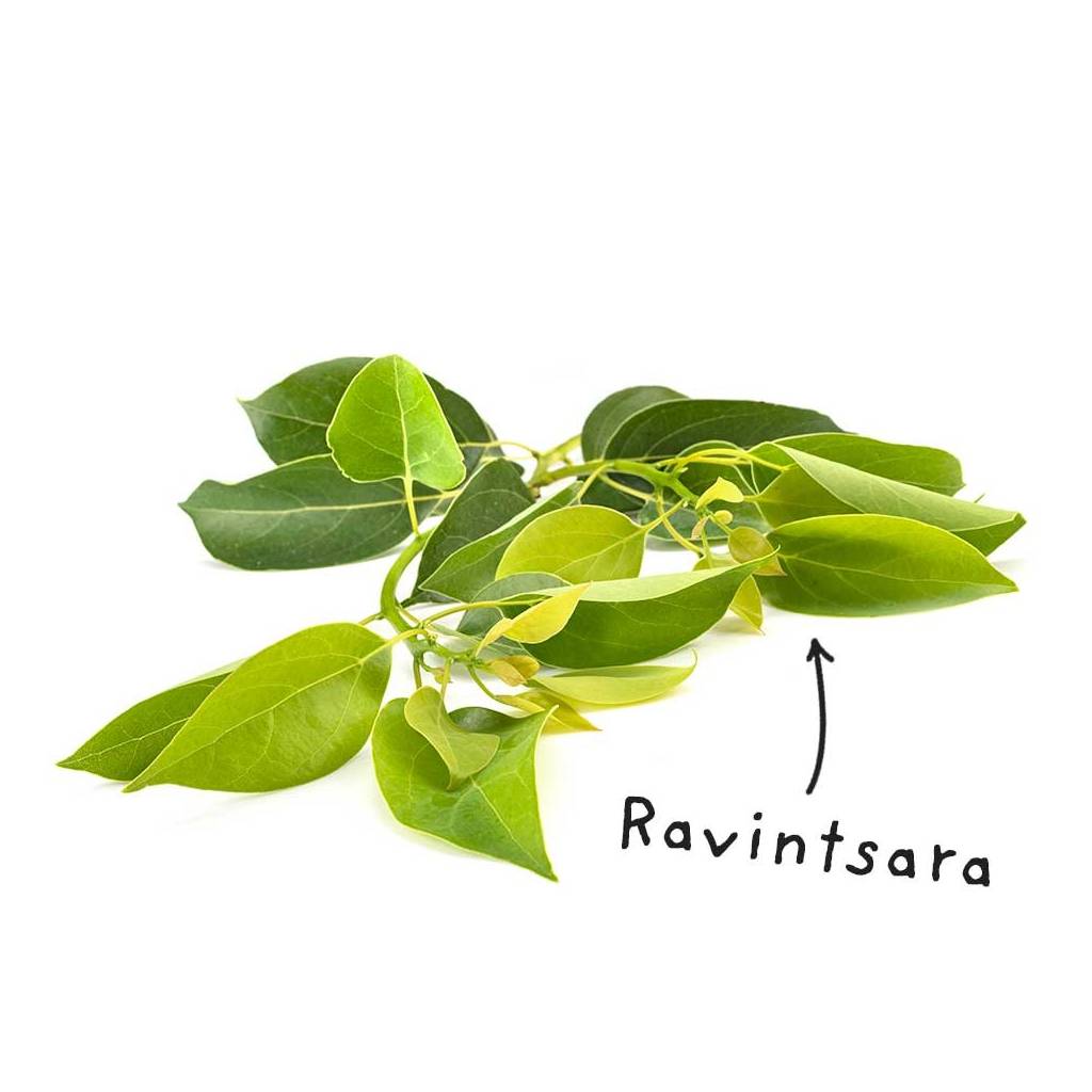 Sheet Ravintsara essential oil Sheet Ravintsara essential oil