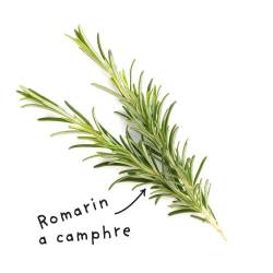 Fiche HE "Romarin à camphre"