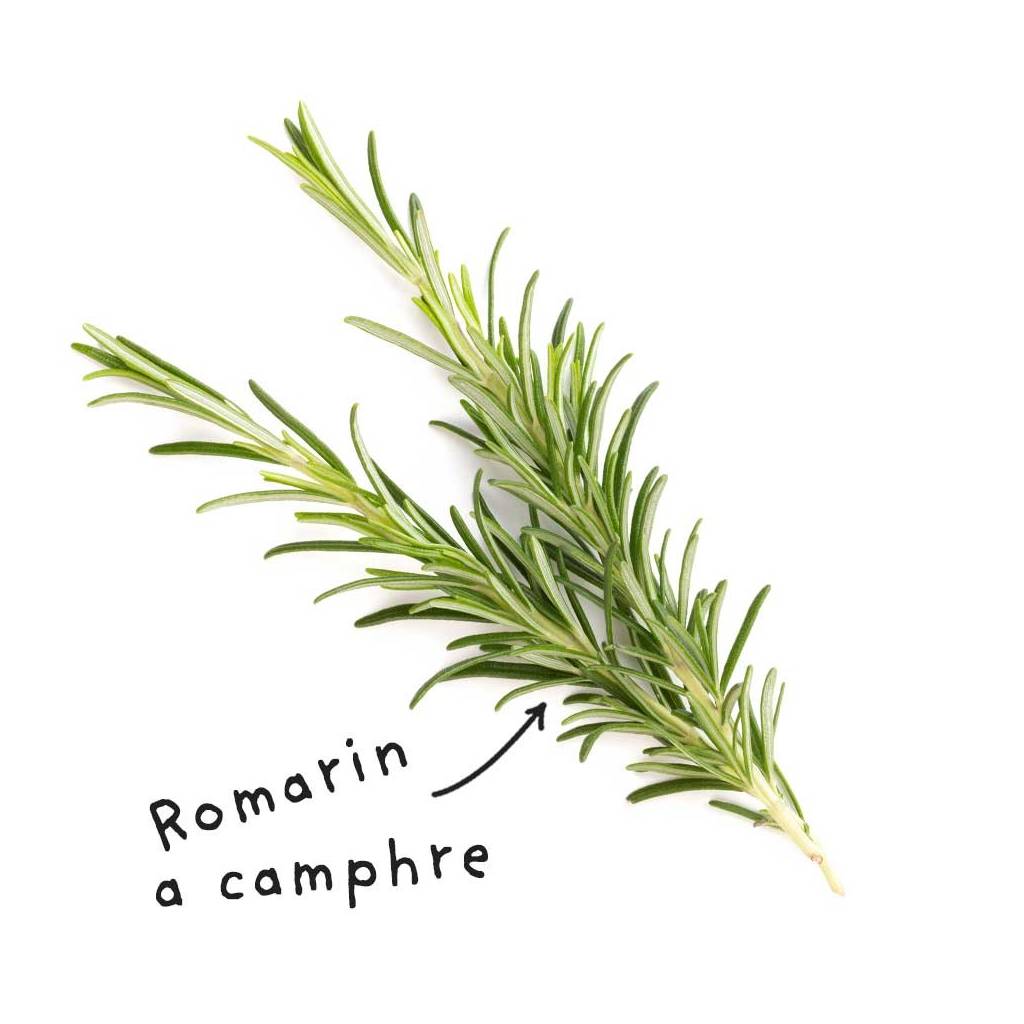 Fiche HE "Romarin à camphre"