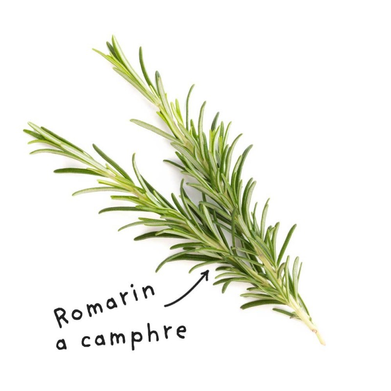 Sheet Rosemary essential oil with Camphor